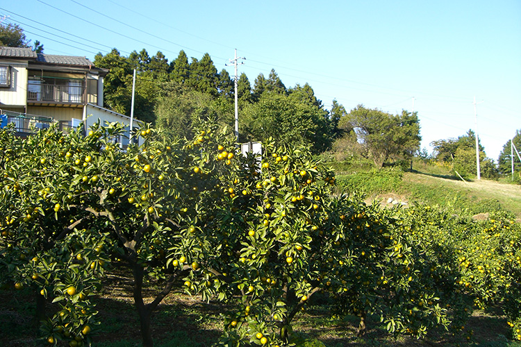 東秩父村　大内沢みかん園